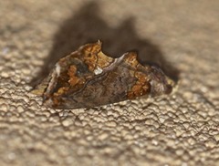 Plusiodonta arctipennis