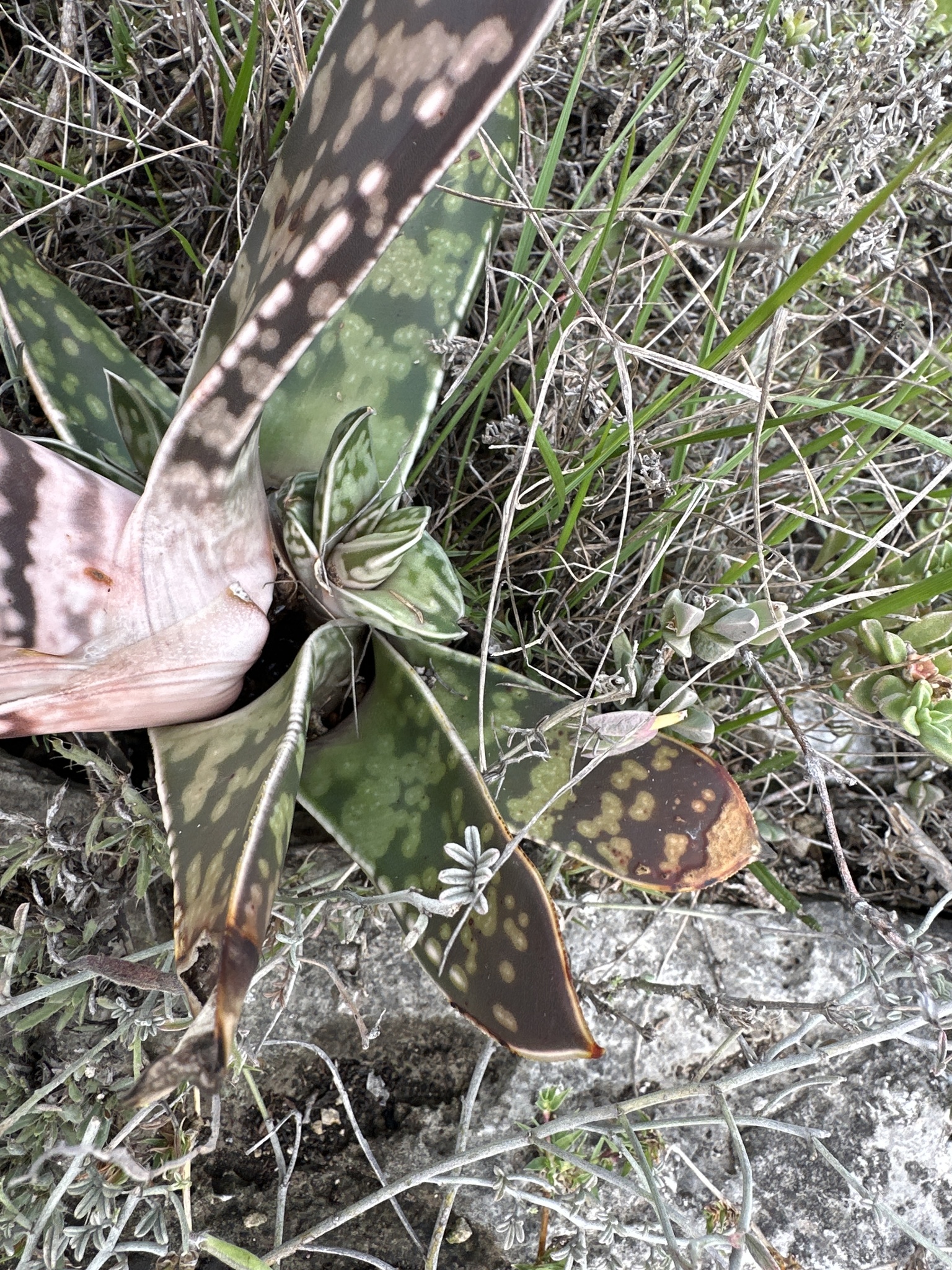 Imagem de Gasteria