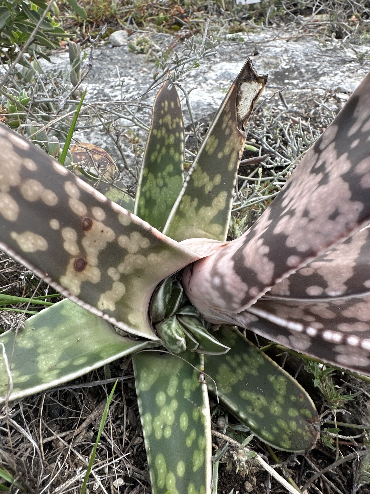Imagem de Gasteria