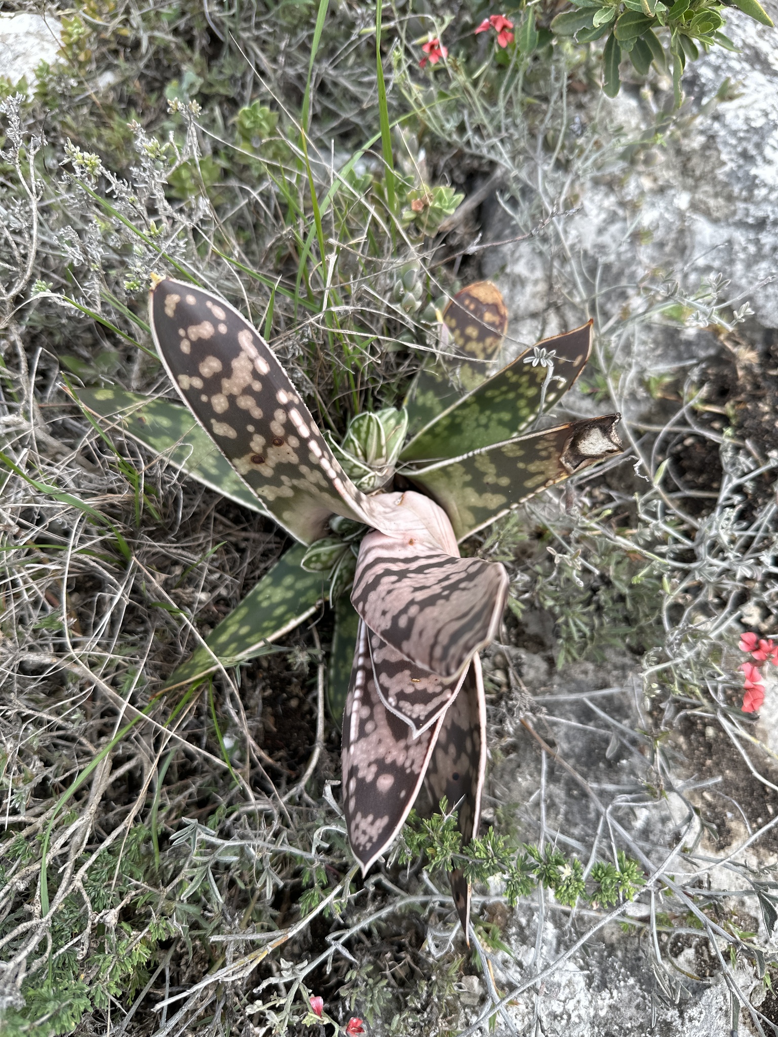 Imagem de Gasteria