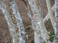 Ruizia cordata