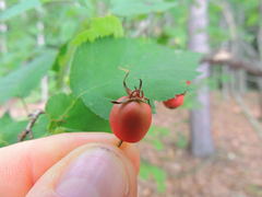 Crataegus coccinea