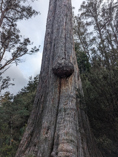 Image of Eucalyptus tasmaniensis by (c) Caleb Catto, some rights reserved (CC BY)