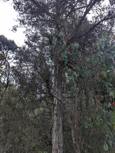 Image of Eucalyptus tasmaniensis by (c) Caleb Catto, some rights reserved (CC BY)