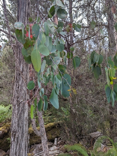 Image of Eucalyptus tasmaniensis by (c) Caleb Catto, some rights reserved (CC BY)