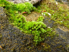 Ptychostomum capillare