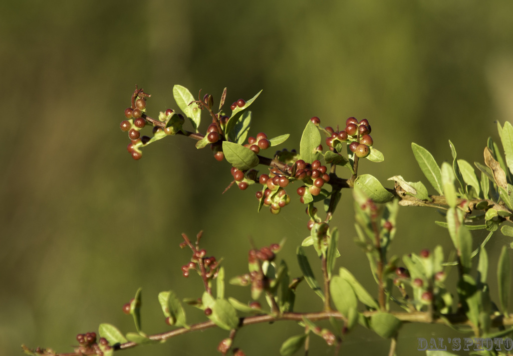 Schinus engleri