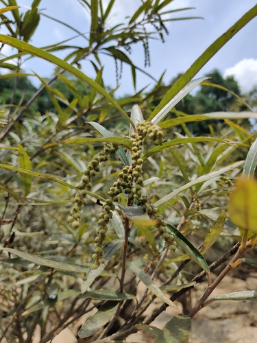 Willow-Leaved Water Croton (Homonoia riparia)
