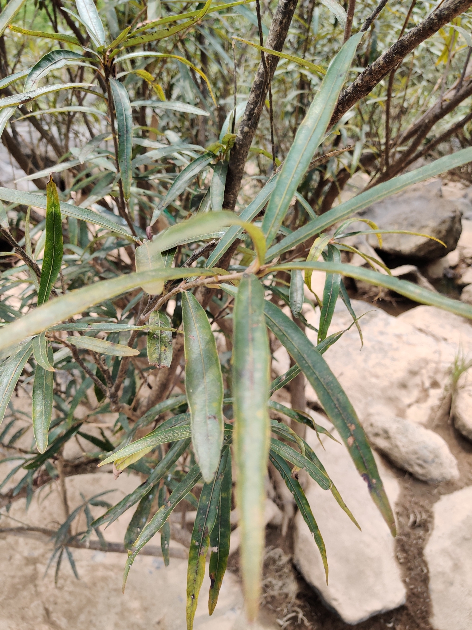 Homonoia riparia — ảnh 2