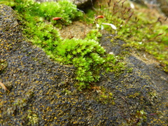 Ptychostomum capillare