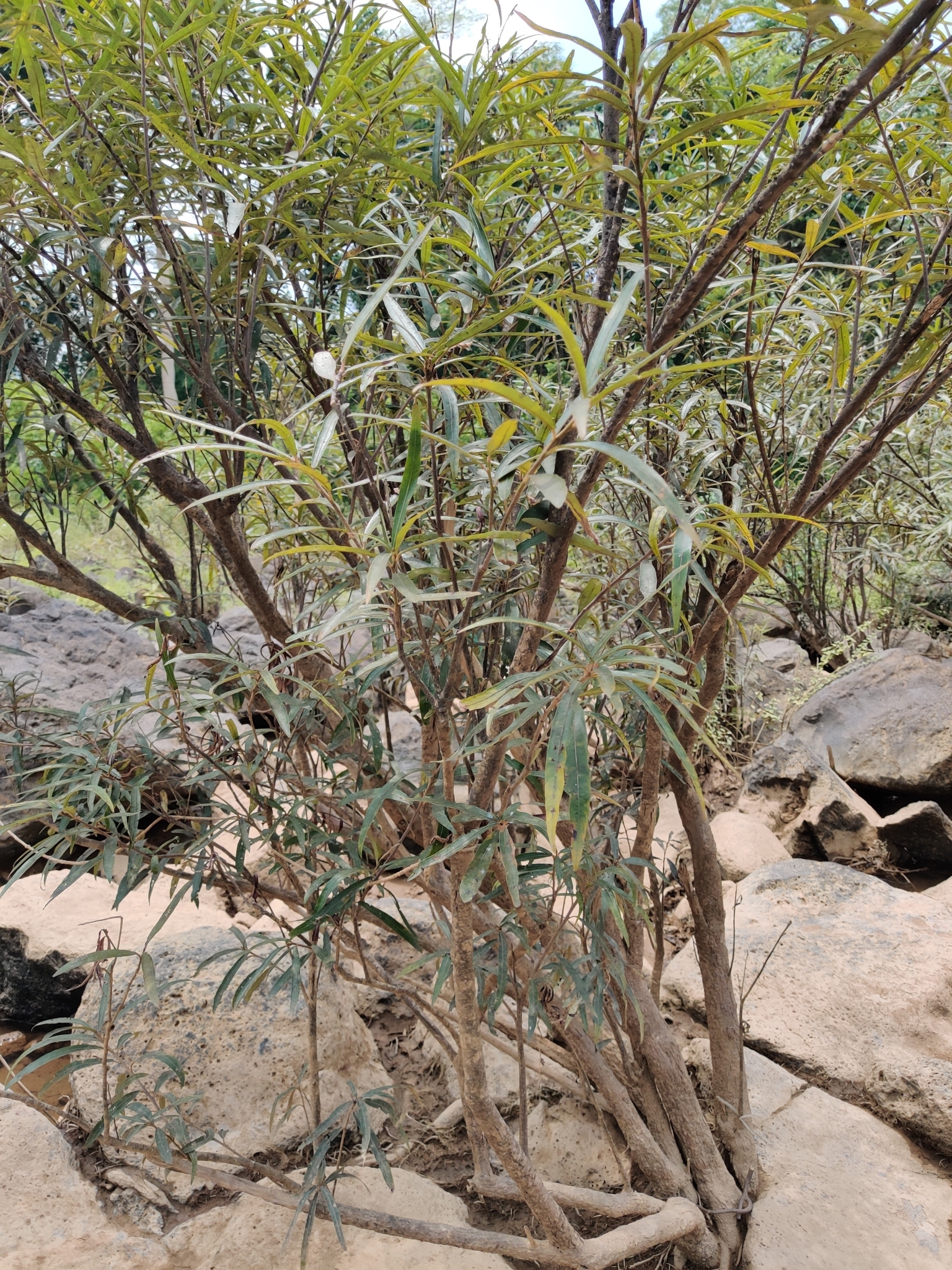 Homonoia riparia — ảnh 3