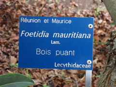 Foetidia mauritiana