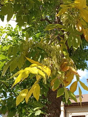 Fraxinus pennsylvanica