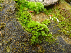 Ptychostomum capillare