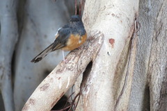 Copsychus malabaricus