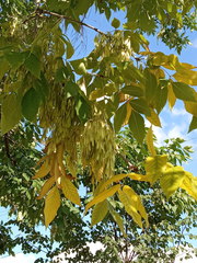 Fraxinus pennsylvanica