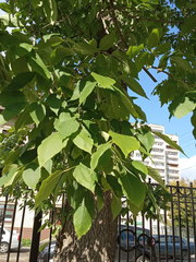 Fraxinus pennsylvanica