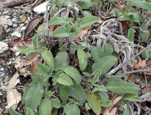 Image of Salvia ringens by (c) Thomas Gyselinck, some rights reserved (CC BY)