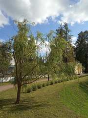Salix babylonica