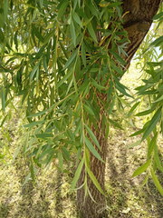 Salix babylonica
