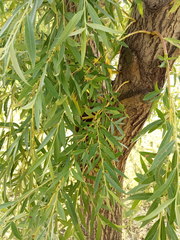 Salix babylonica