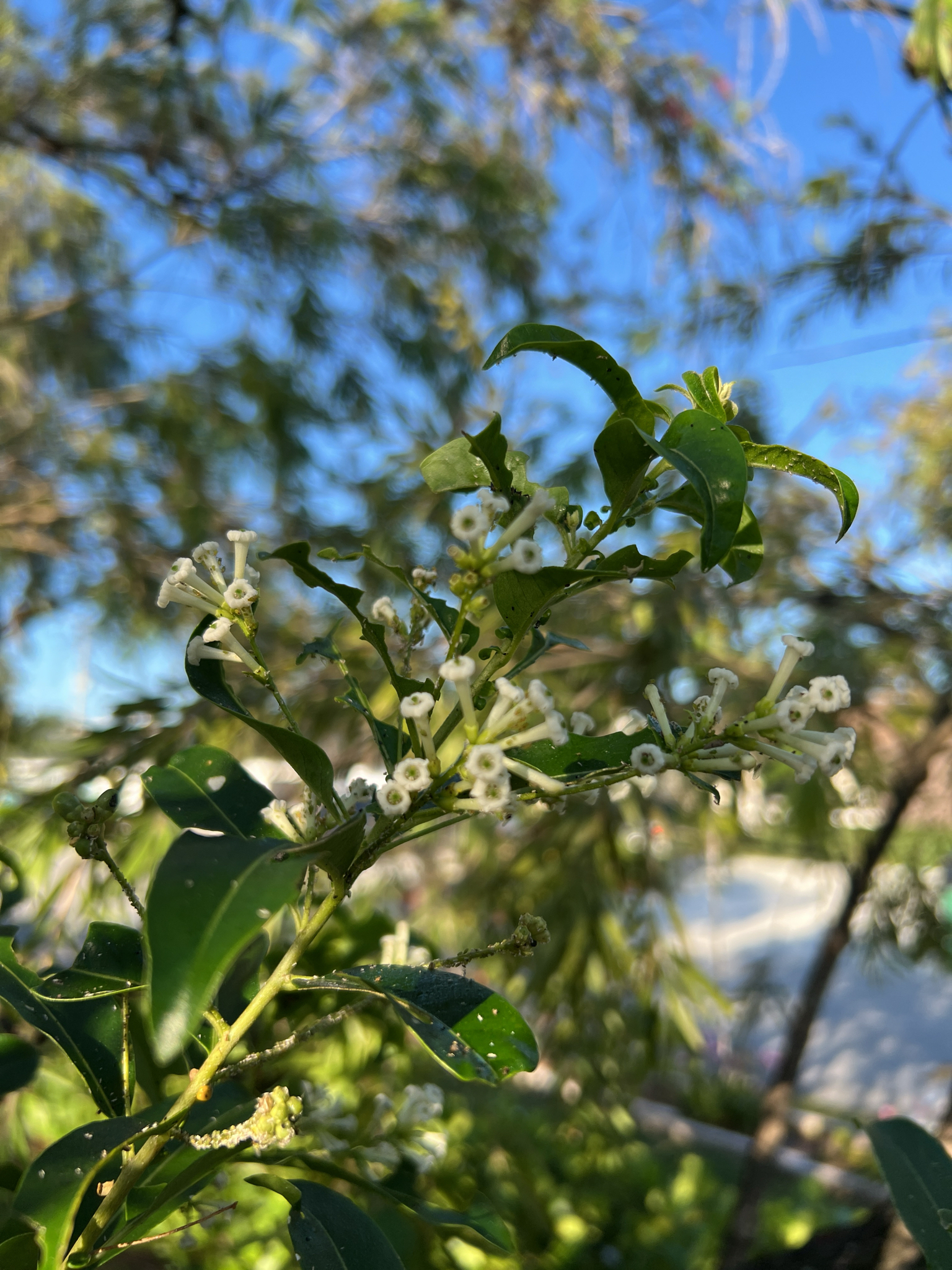 Imagem de Jasmim-verde