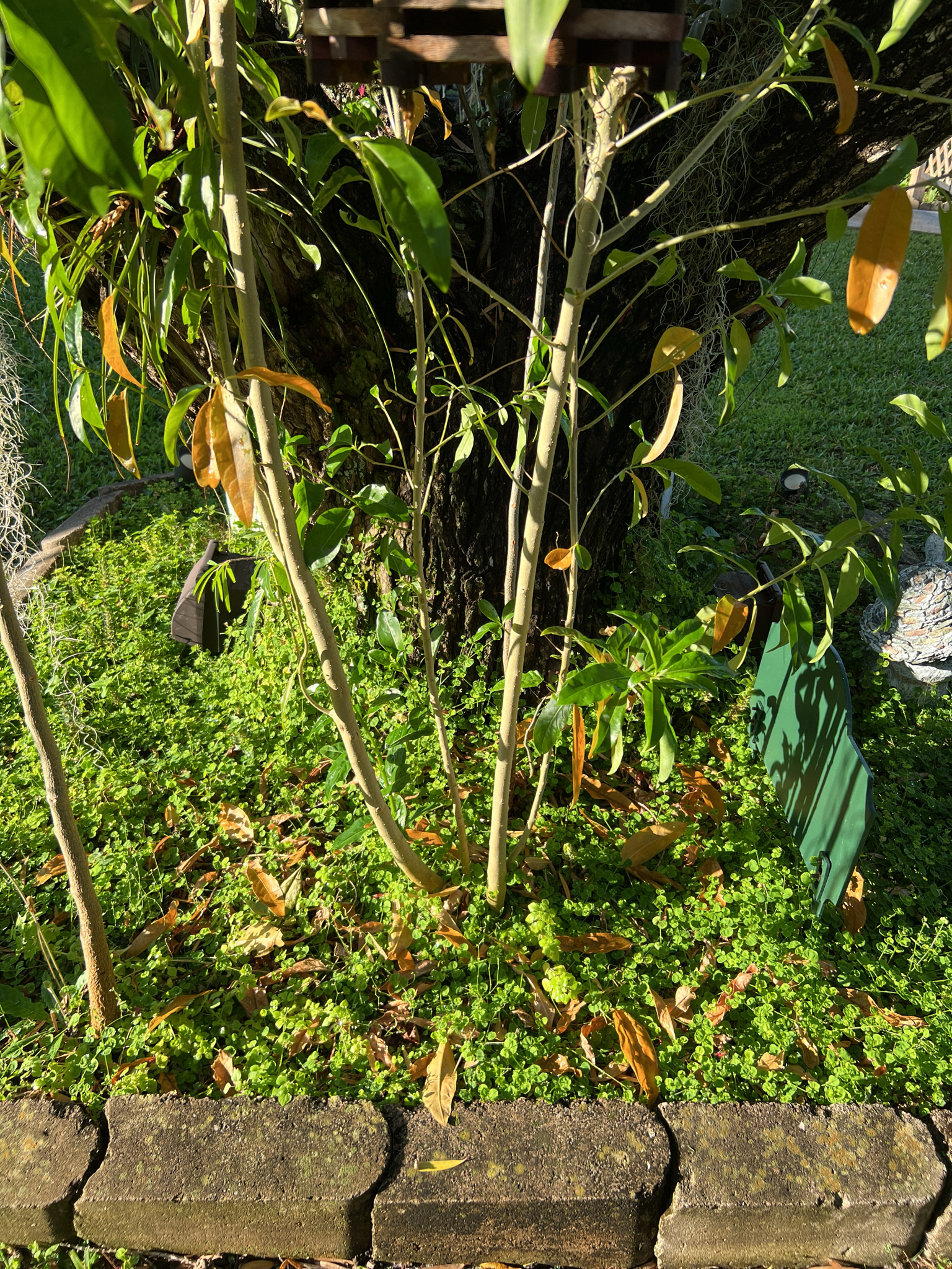 Imagem de Jasmim-verde