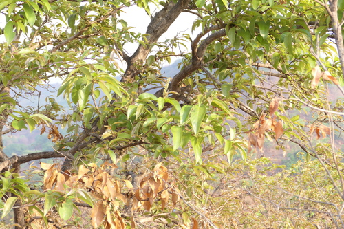 Terminalia chebula, photograph 2