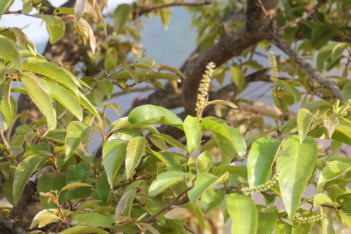 Terminalia chebula, photograph 3