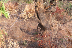 Terminalia chebula, photograph (c) Dinesh Valke, some rights reserved (CC BY-SA)