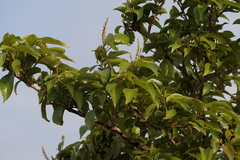 Terminalia chebula, photograph (c) Dinesh Valke, some rights reserved (CC BY-SA)