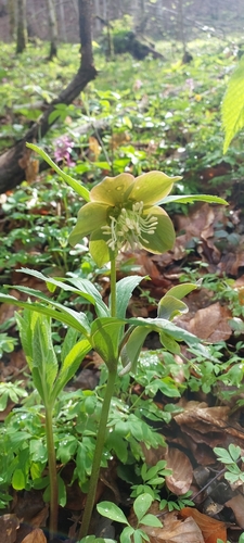 Image of Helleborus purpurascens by (c) Алла Козурак, some rights reserved (CC BY)