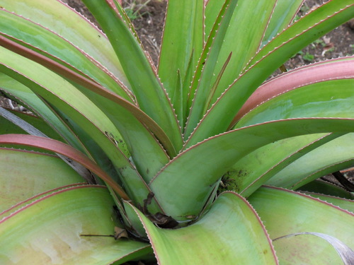 Reunion aloe (Aloe macra)