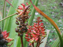 Aloe macra