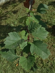 Crataegus