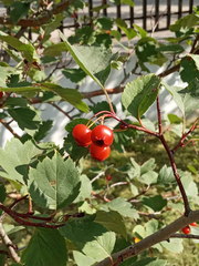 Crataegus