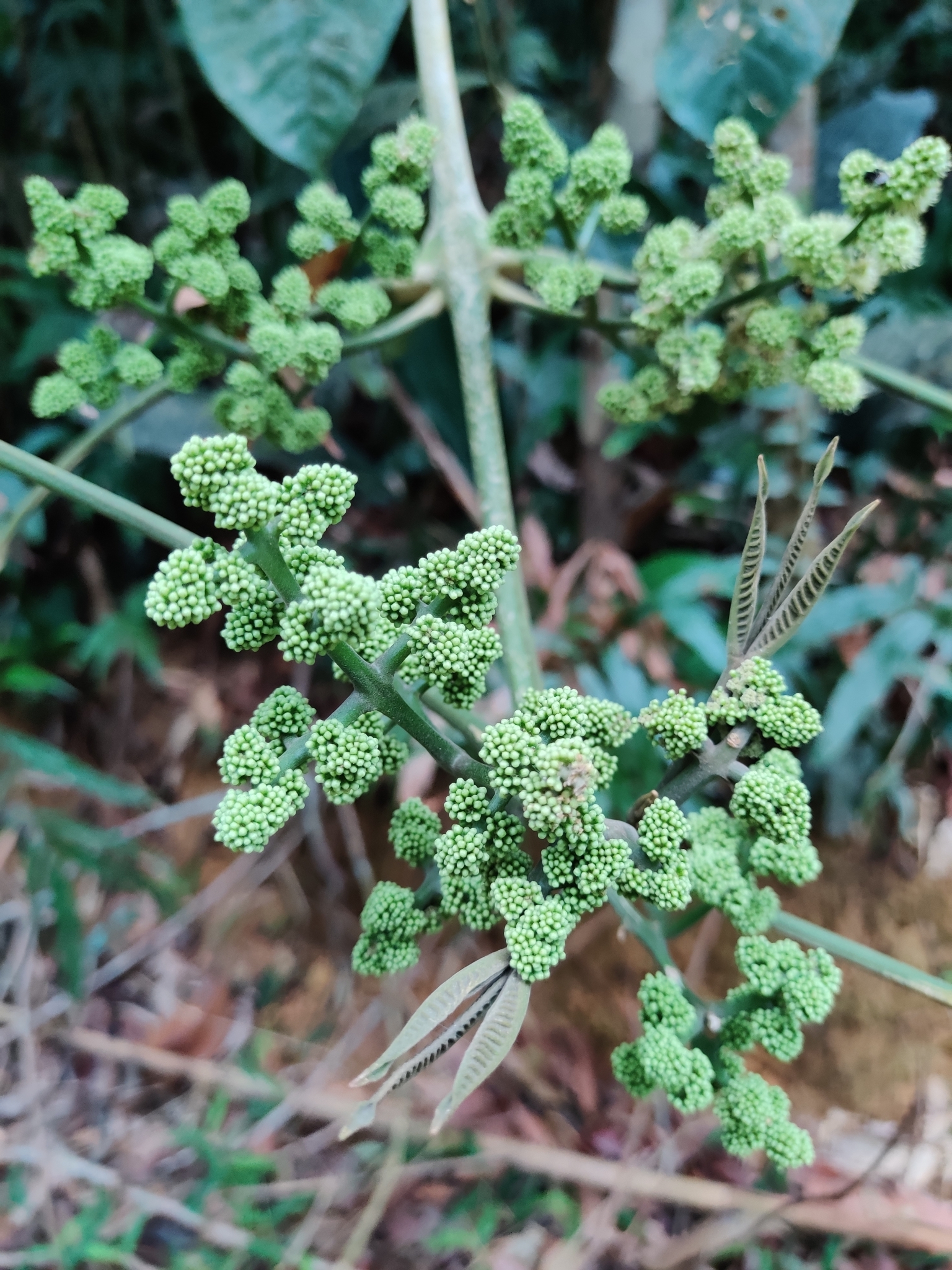 Melicope pteleifolia (Melicope pteleifolia)