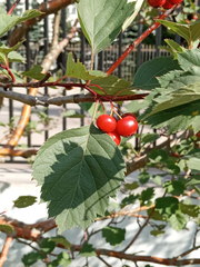 Crataegus