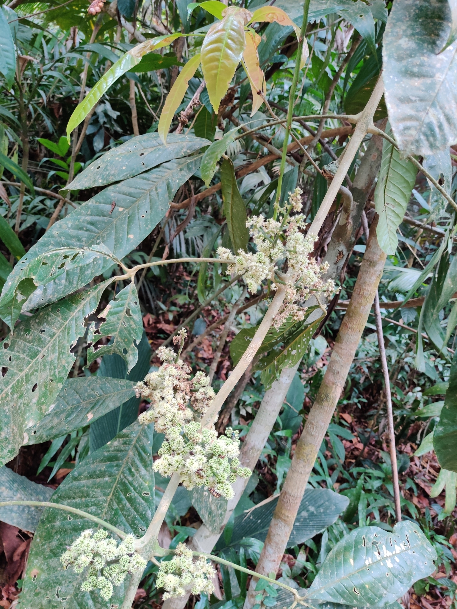 Melicope pteleifolia — ảnh 2