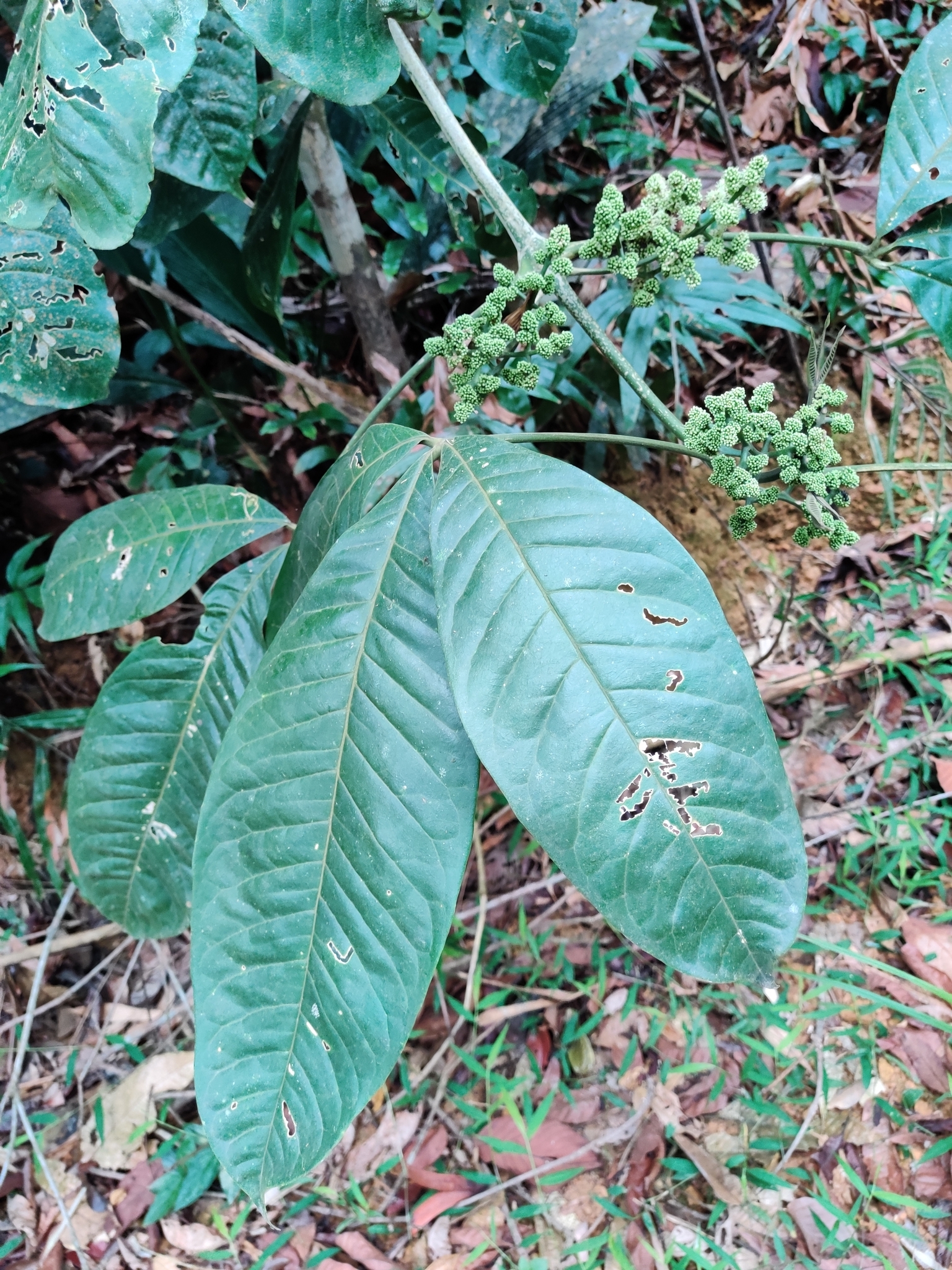 Melicope pteleifolia — ảnh 3
