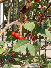 Crataegus
