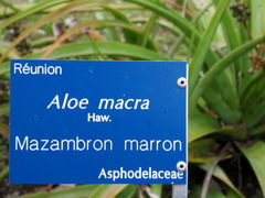Aloe macra