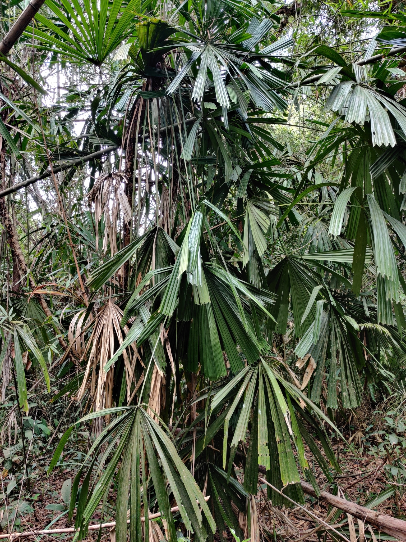 Licuala spinosa (Licuala spinosa)