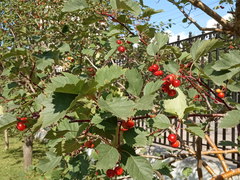 Crataegus
