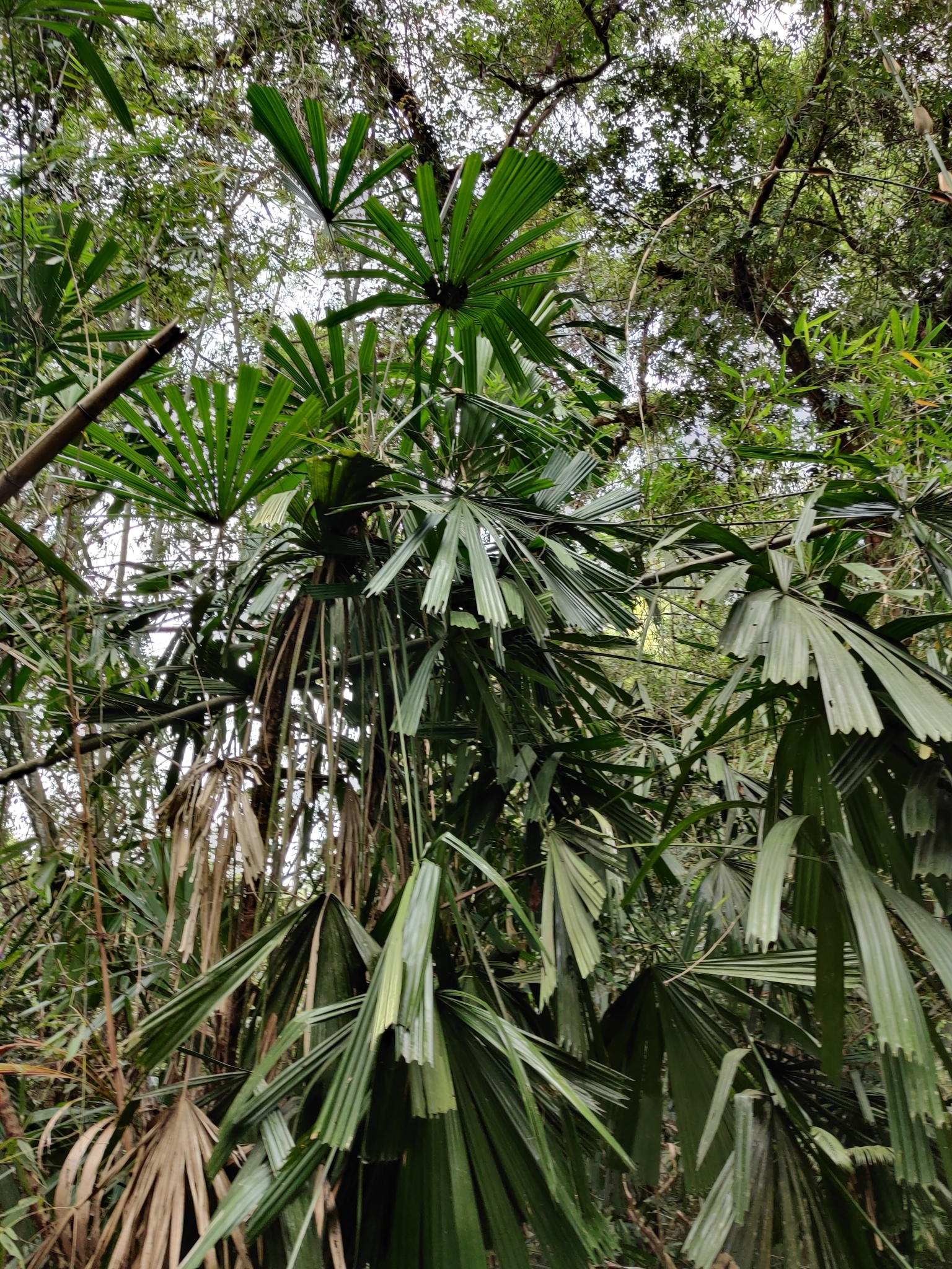Licuala spinosa — ảnh 2