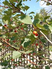 Crataegus