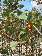 Crataegus