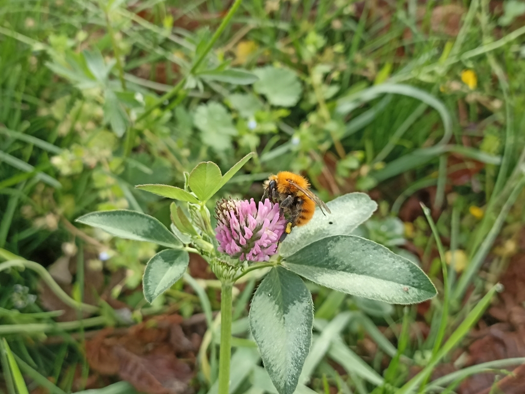 Bombus pascuorum su Trifolium pratense
