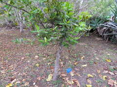 Elaeodendron orientale