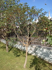 Crataegus